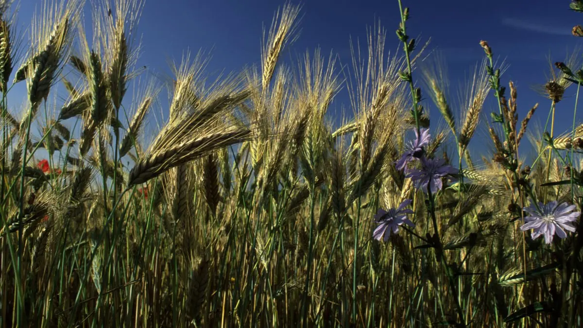 وكالة‭:‬ منطقة انفصالية في أوكرانيا تعلن إرسال حبوب "محررة" إلى روسيا