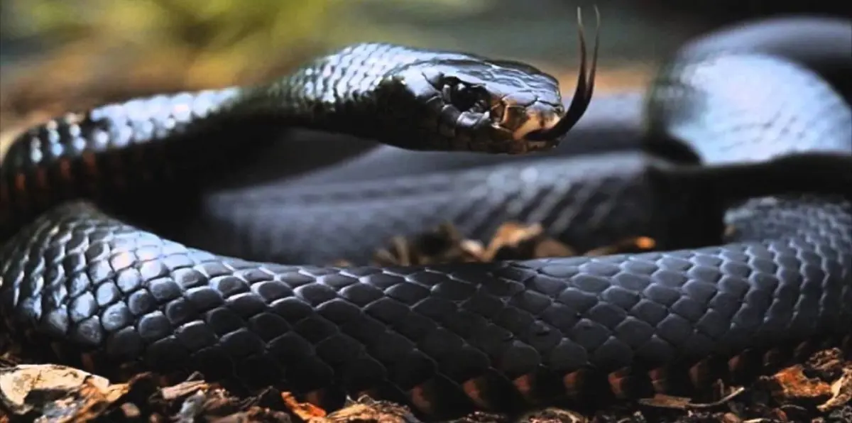 إنقاذ كلب من فم "أناكوندا" عملاقة حاولت التهامه (صور وفيديو)