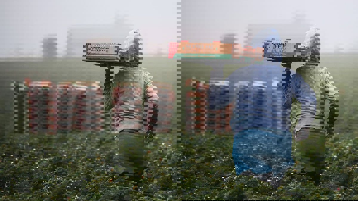 الطعام الفاسد يسبب خسائر اقتصادية ومشكلات صحية.. ما الحل؟