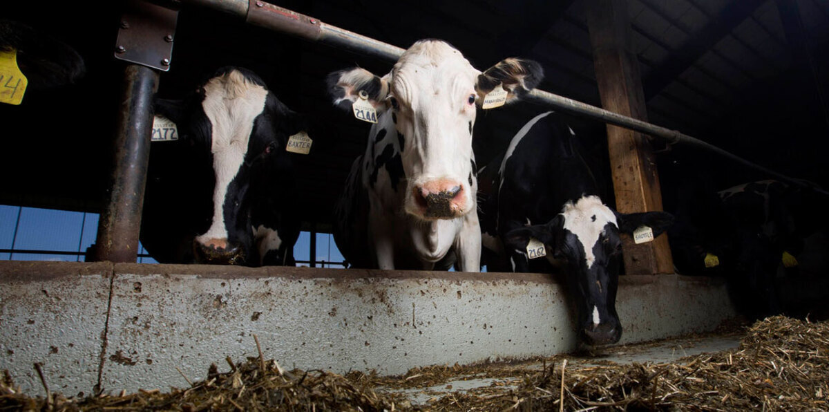 قطر تعمل على نقل الأبقار عبر خطوطها الجوية لحل "أزمة الحليب"