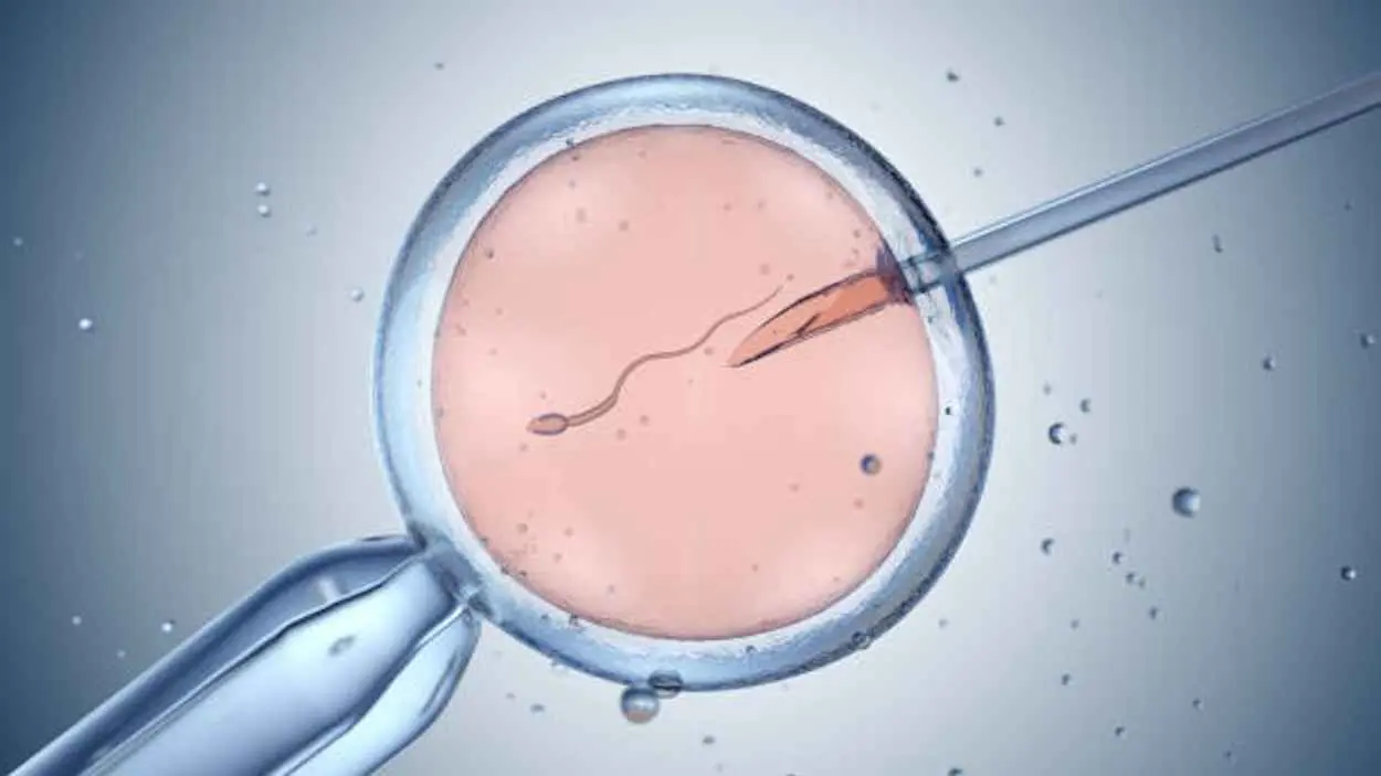 كاميرا كمومية ترصد اللحظات الأولى لنشأة الجنين (صور)