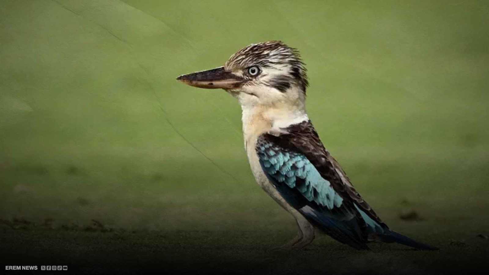 صدمة في أستراليا.. طيور ذكور تضع بيضًا وسط ذهول العلماء