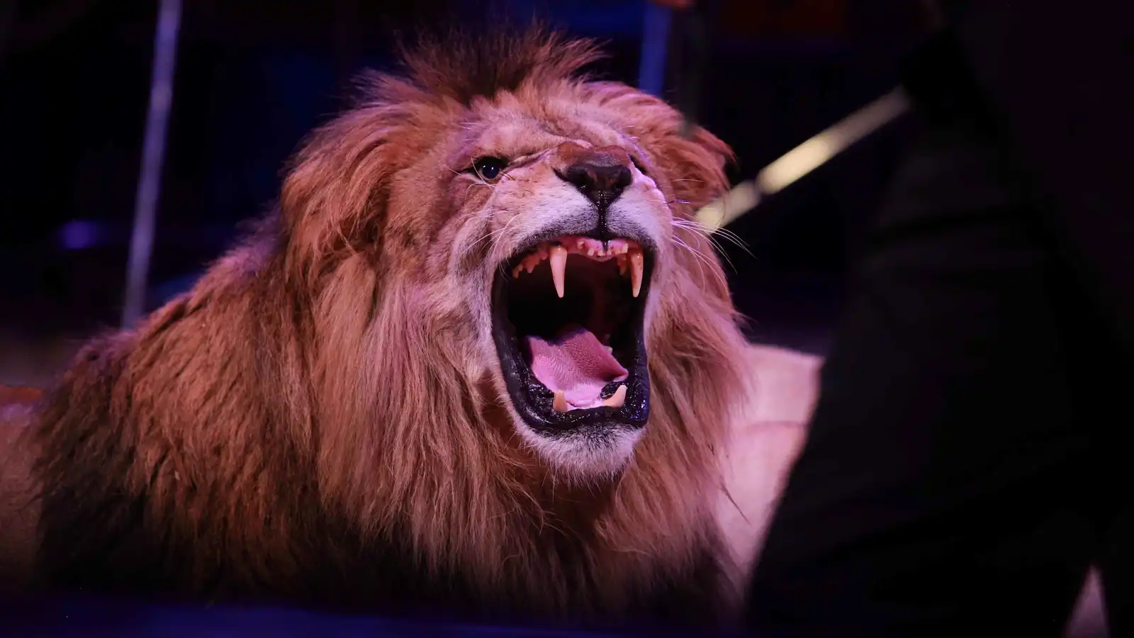 أسد السيرك - تعبيرية 