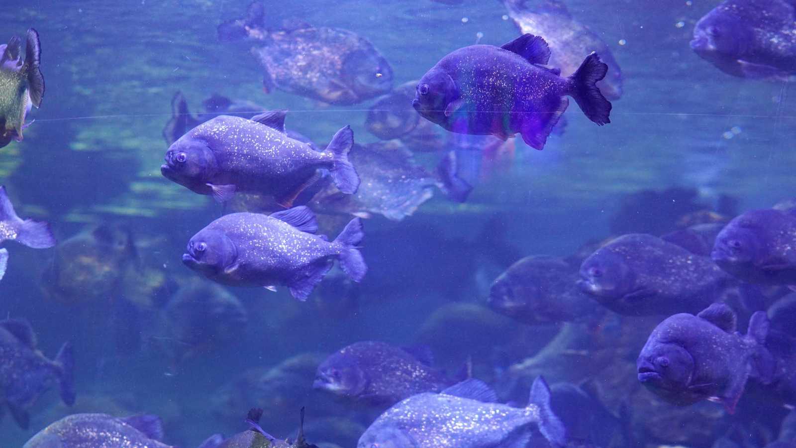 أسماك بيرانا المفترسة تودي بحياة طفلة في البرازيل