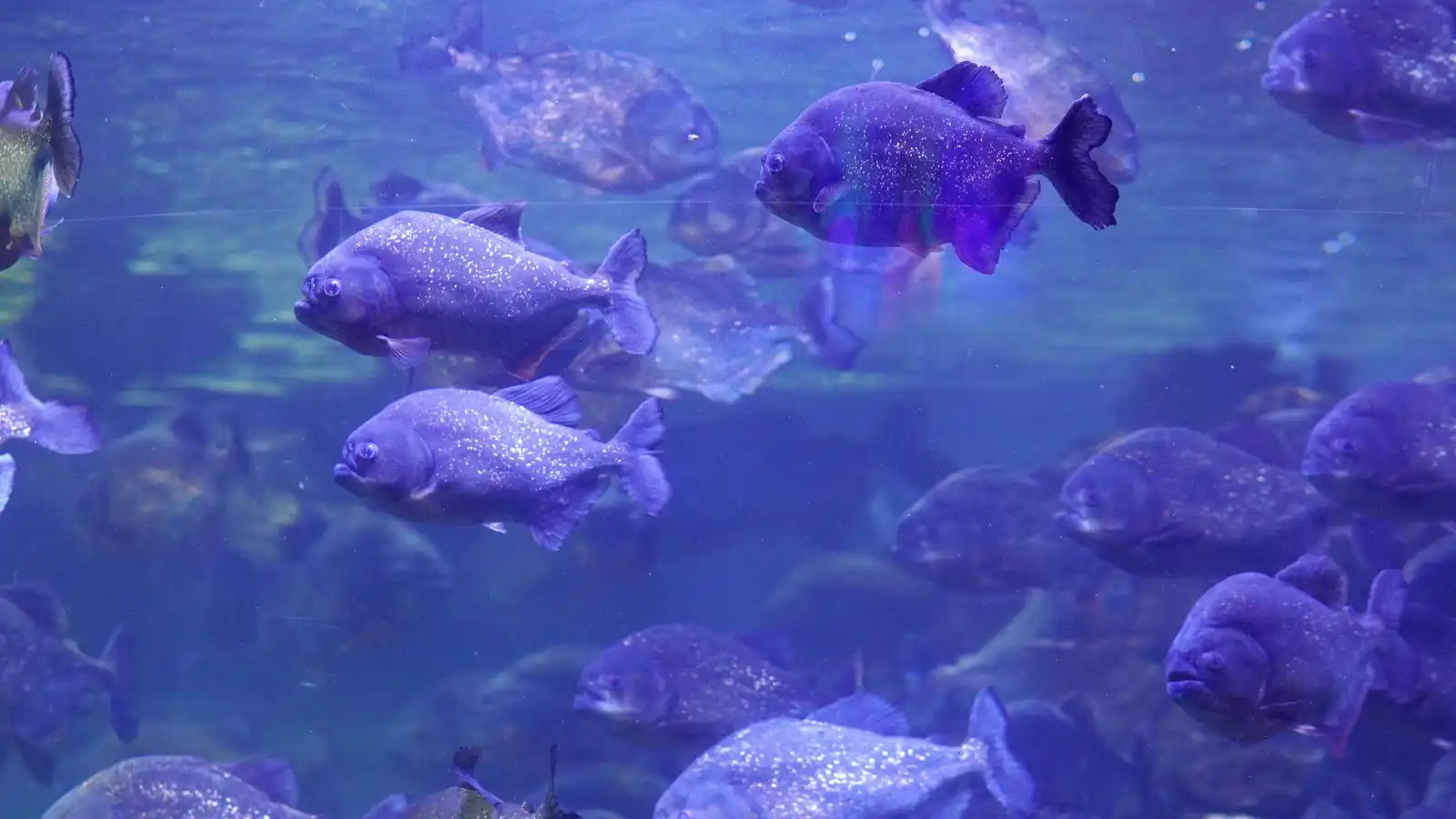 أسماك بيرانا المفترسة تودي بحياة طفلة في البرازيل