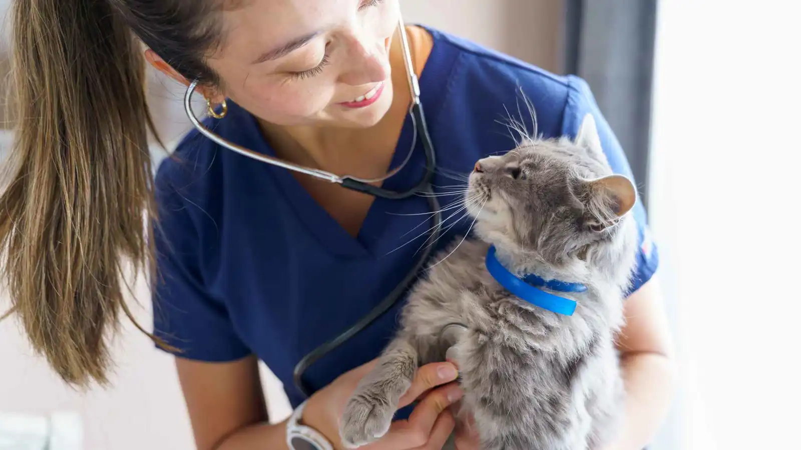 هل تصبح القطط مفتاحاً لعلاج السرطان؟