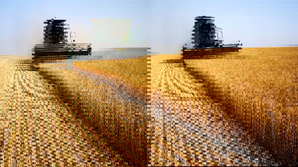 العالم العربي يخشى نقص القمح بعد غزو روسيا لأوكرانيا
