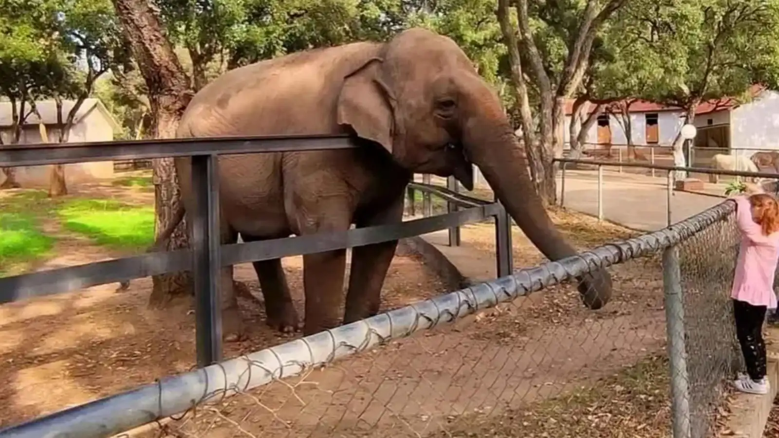 28 عاماً.. نفوق الفيلة "ميرة" يشعل الغضب في الجزائر