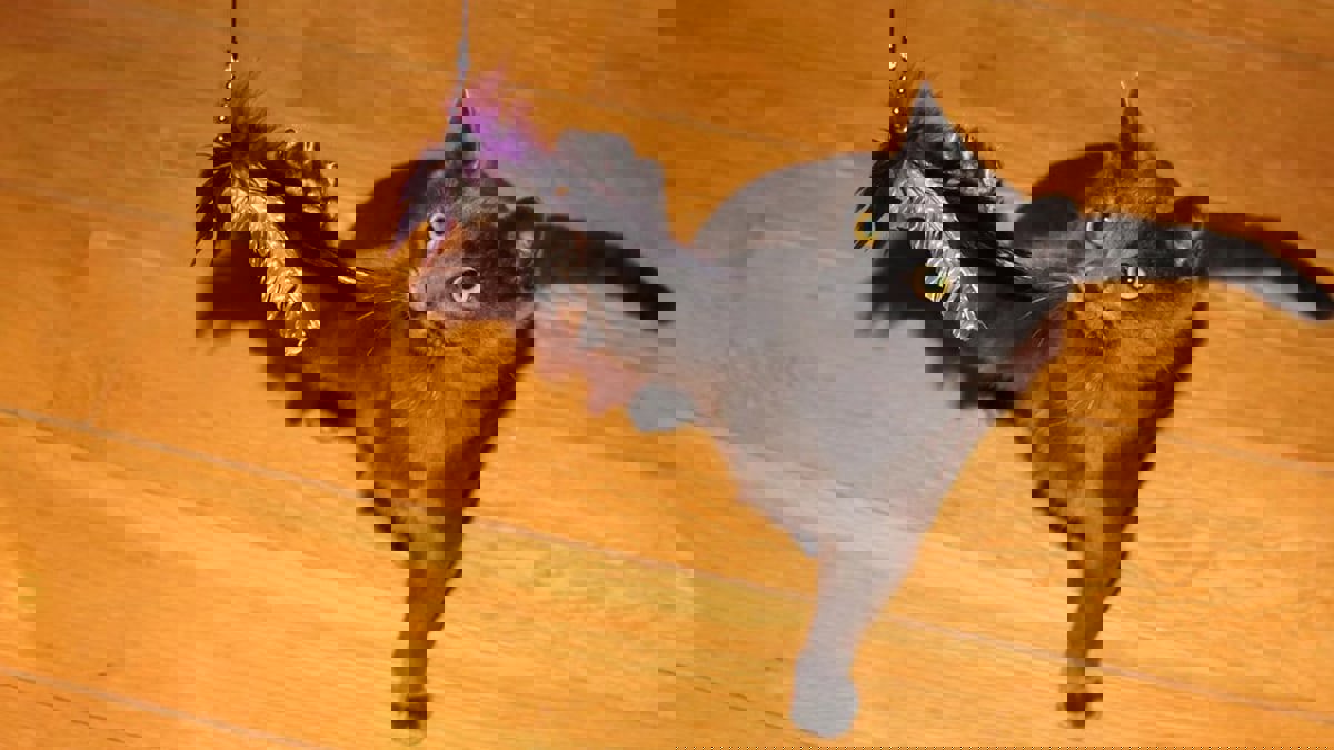 دراسة: قطط بريطانيا تلتهم نحو 270 مليون فريسة سنويًا