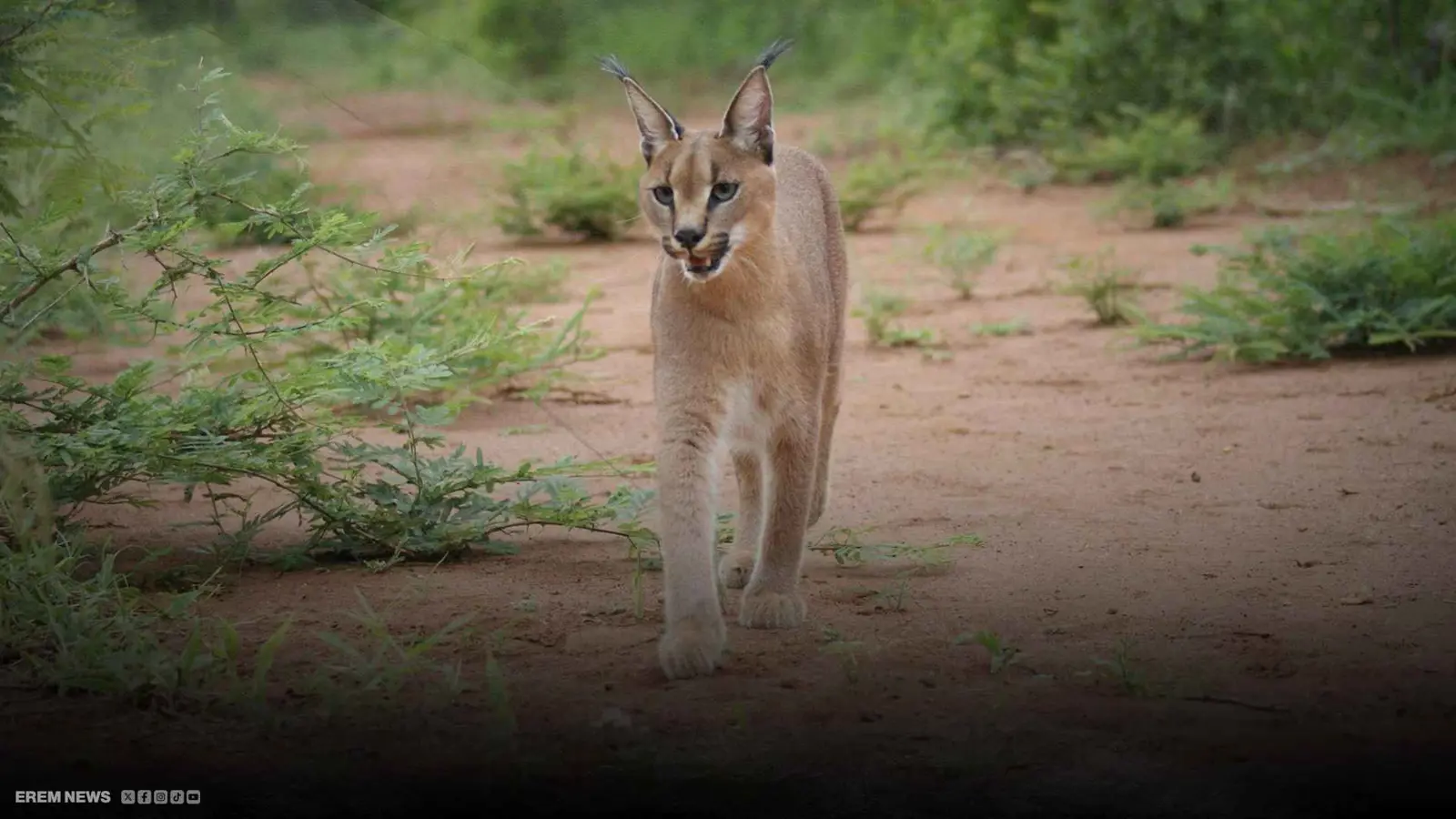 الوشق المصري