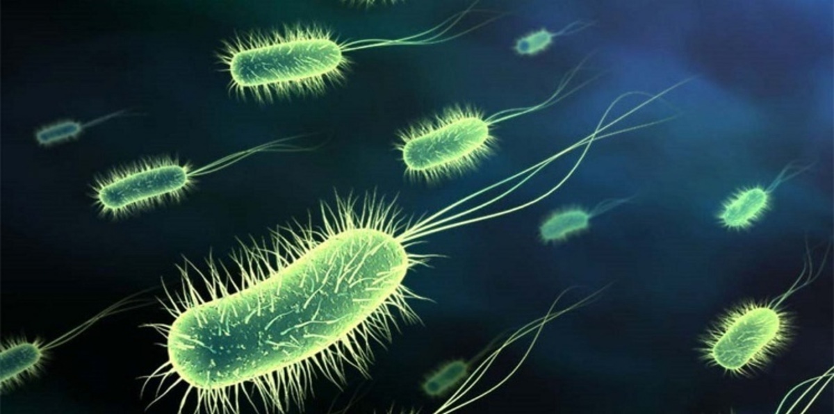 اكتشاف مخلوقات غريبة في كهوف المكسيك (صور)