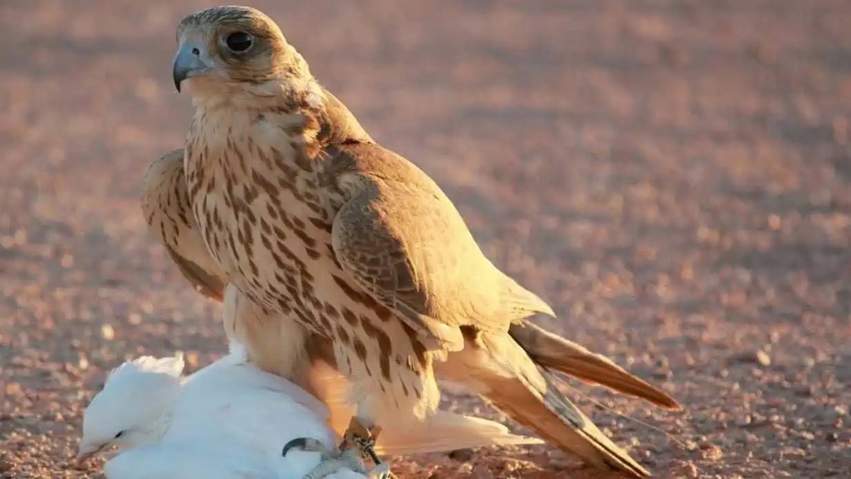 بمبلغ ضخم.. بيع طائر حرّ نادر في ريف دمشق (فيديو)