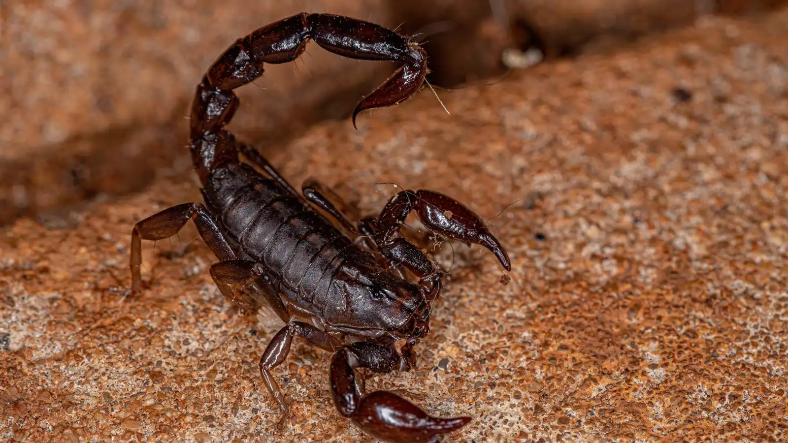 مصر.. إنقاذ رضيعة من لدغة عقرب شديد السمية