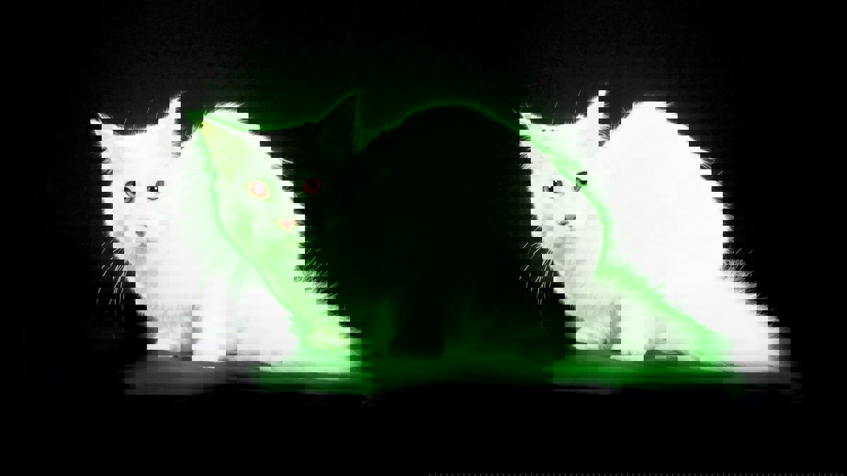 قطط مشعة تثير الذعر في بريطانيا