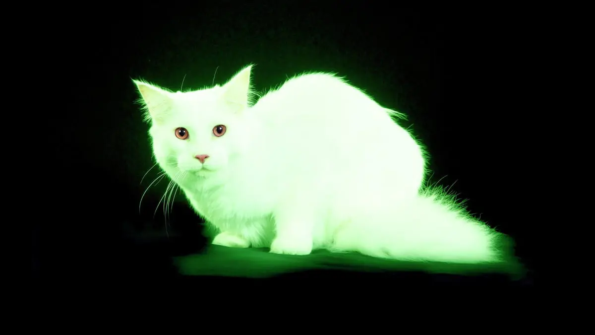 قطط مشعة تثير الذعر في بريطانيا