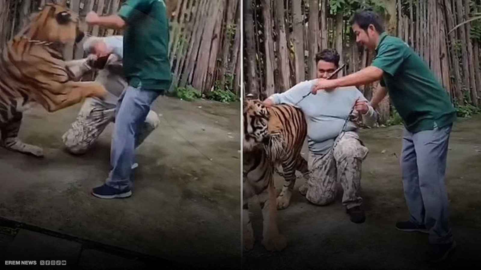 معركة شرسة.. مغامرة "سيلفي" مع نمر (فيديو إرم)