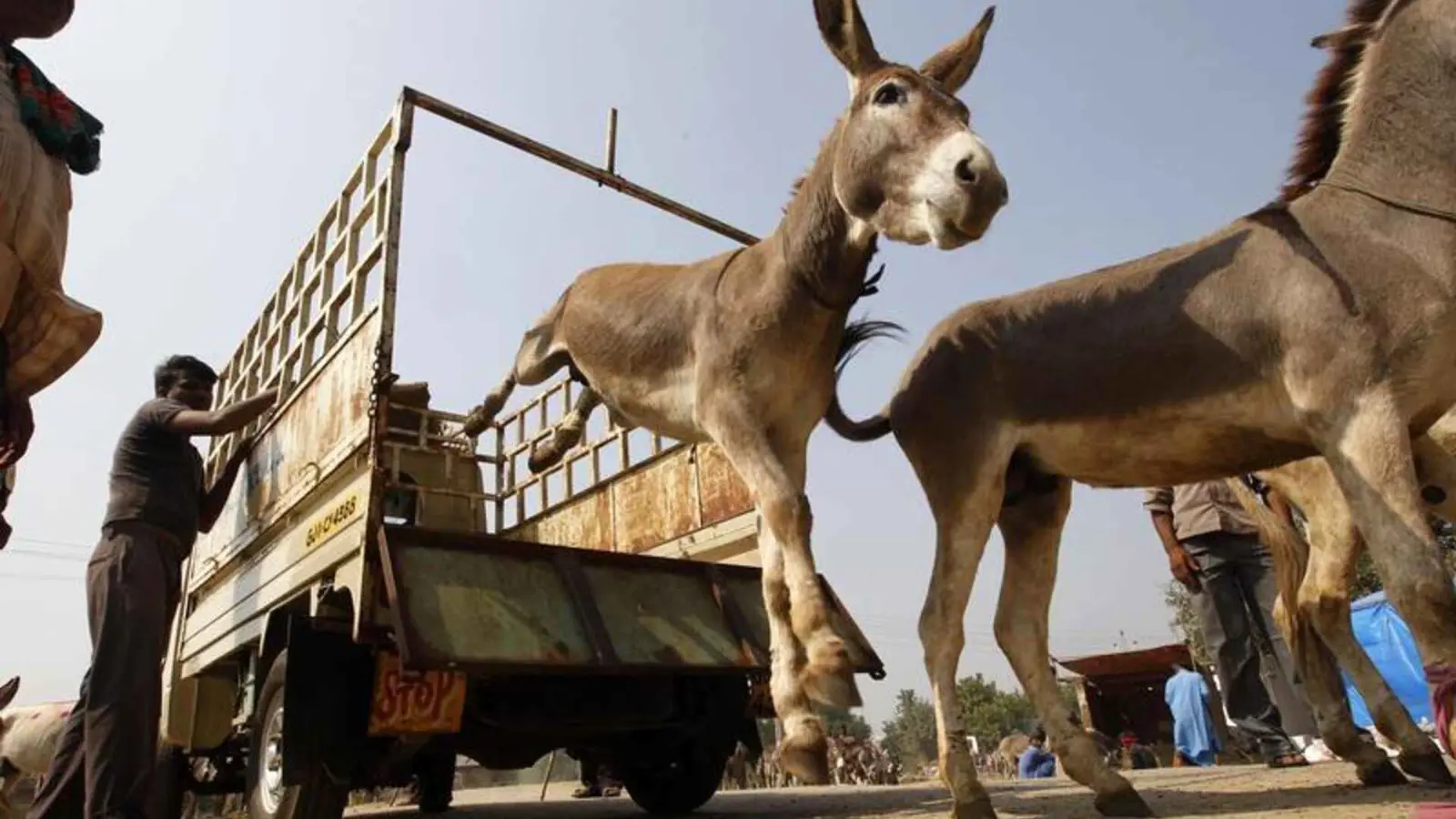 جدل جديد في مصر.. تحذير من تسريب لحوم حمير إلى المطاعم