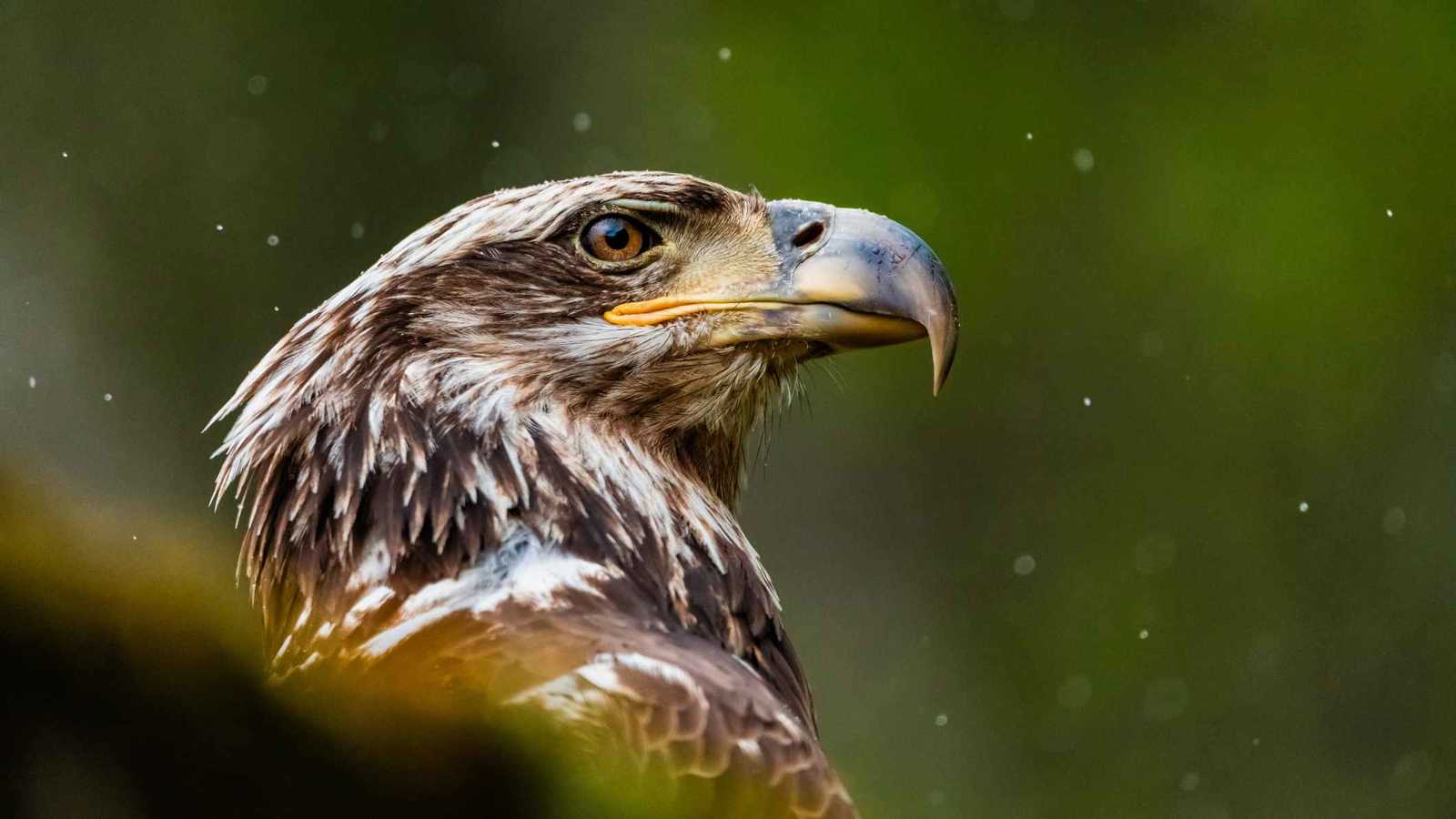 النسور تحفظ التاريخ.. اكتشاف مذهل في كهوف إسبانيا