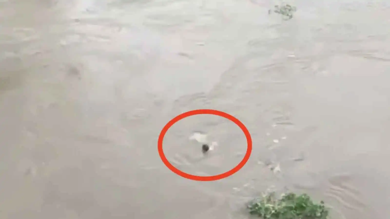 قفز للترند فابتلعه النهر.. نهاية مأسوية لشاب أمام الكاميرا (فيديو إرم)