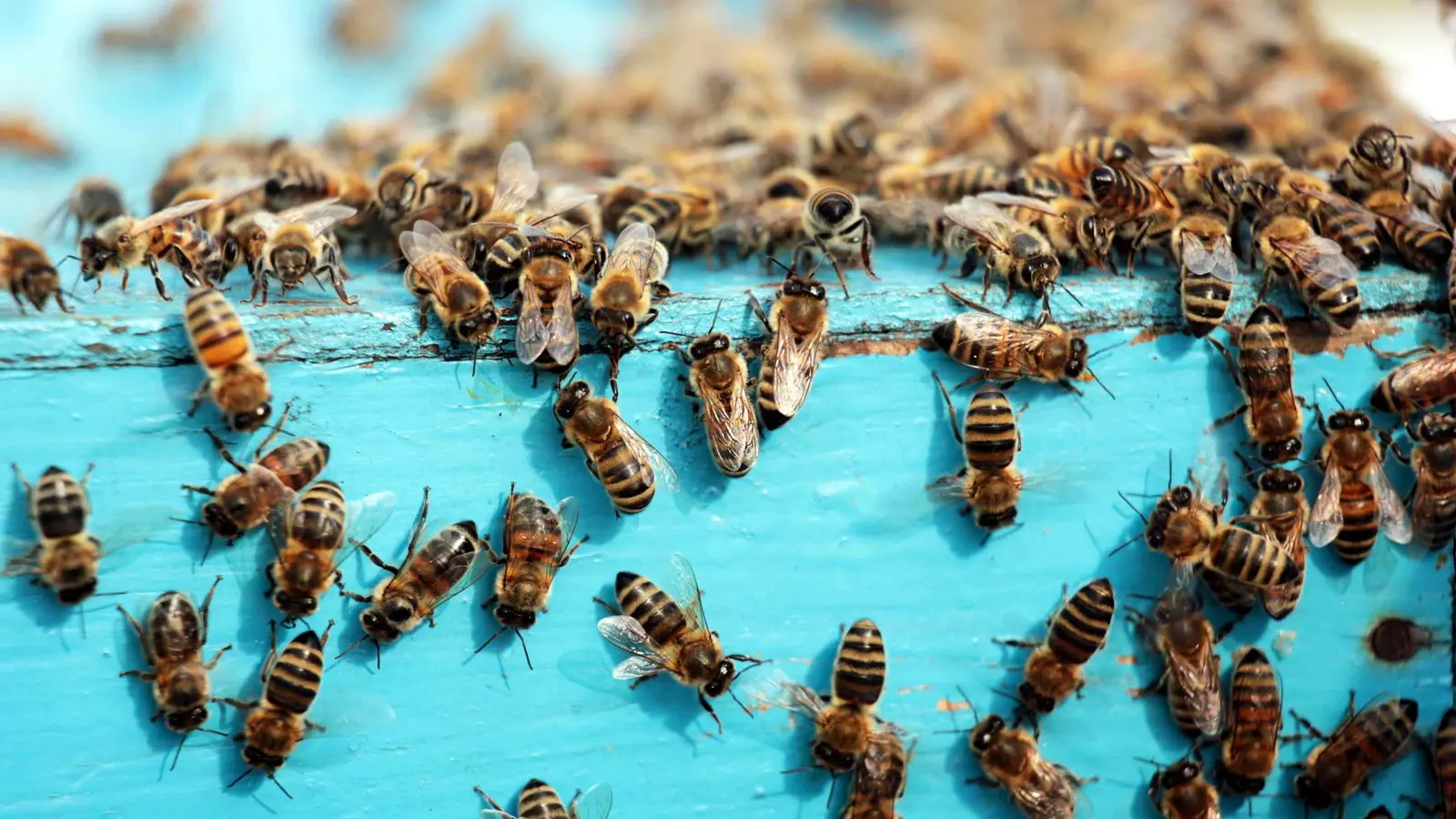 أنقذهم الحظ من الحادث.. لكن لدغات النحل لم ترحمهم