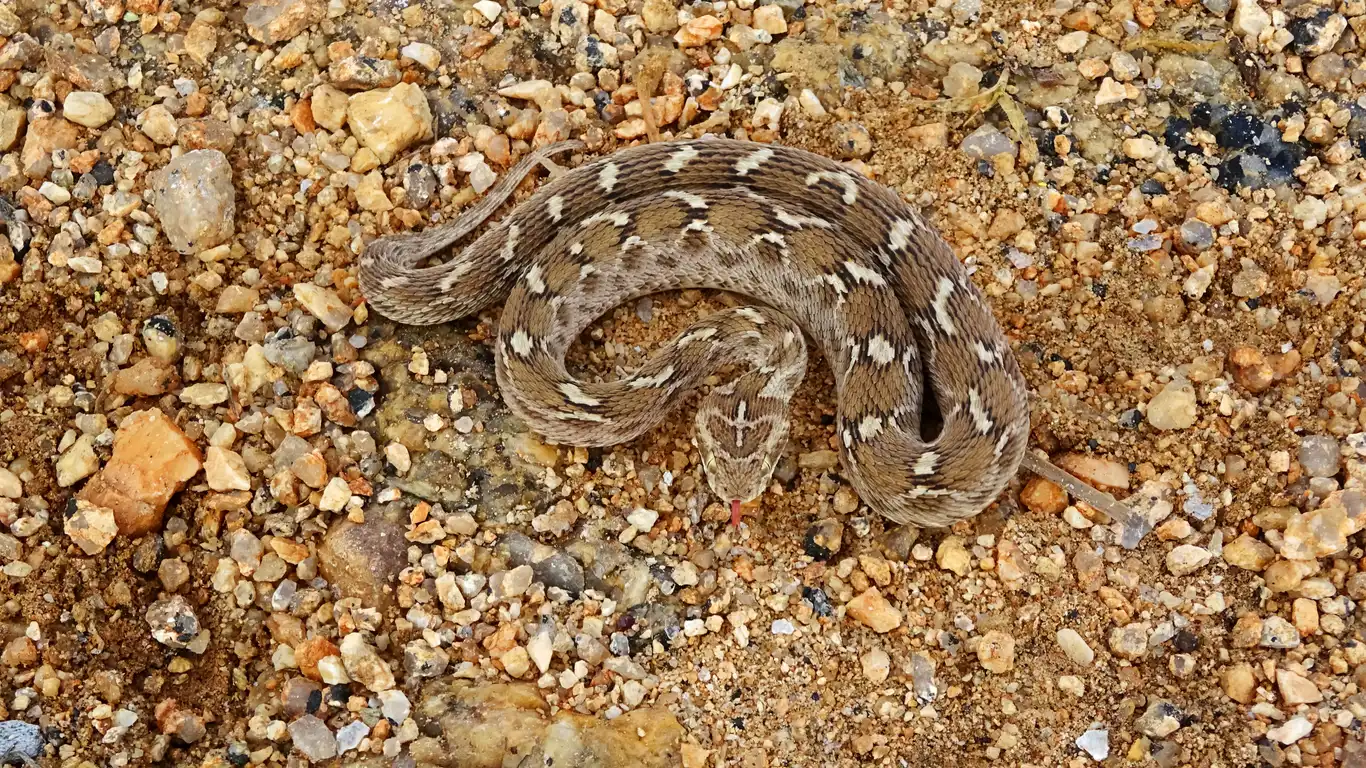 أفعى الحراشف المنشارية