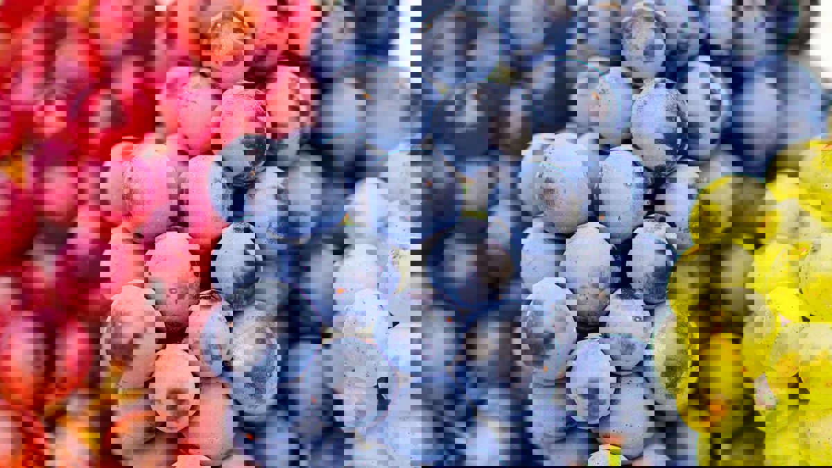 لماذا ينصح بإضافة العنب للطعام عالي الدهون؟