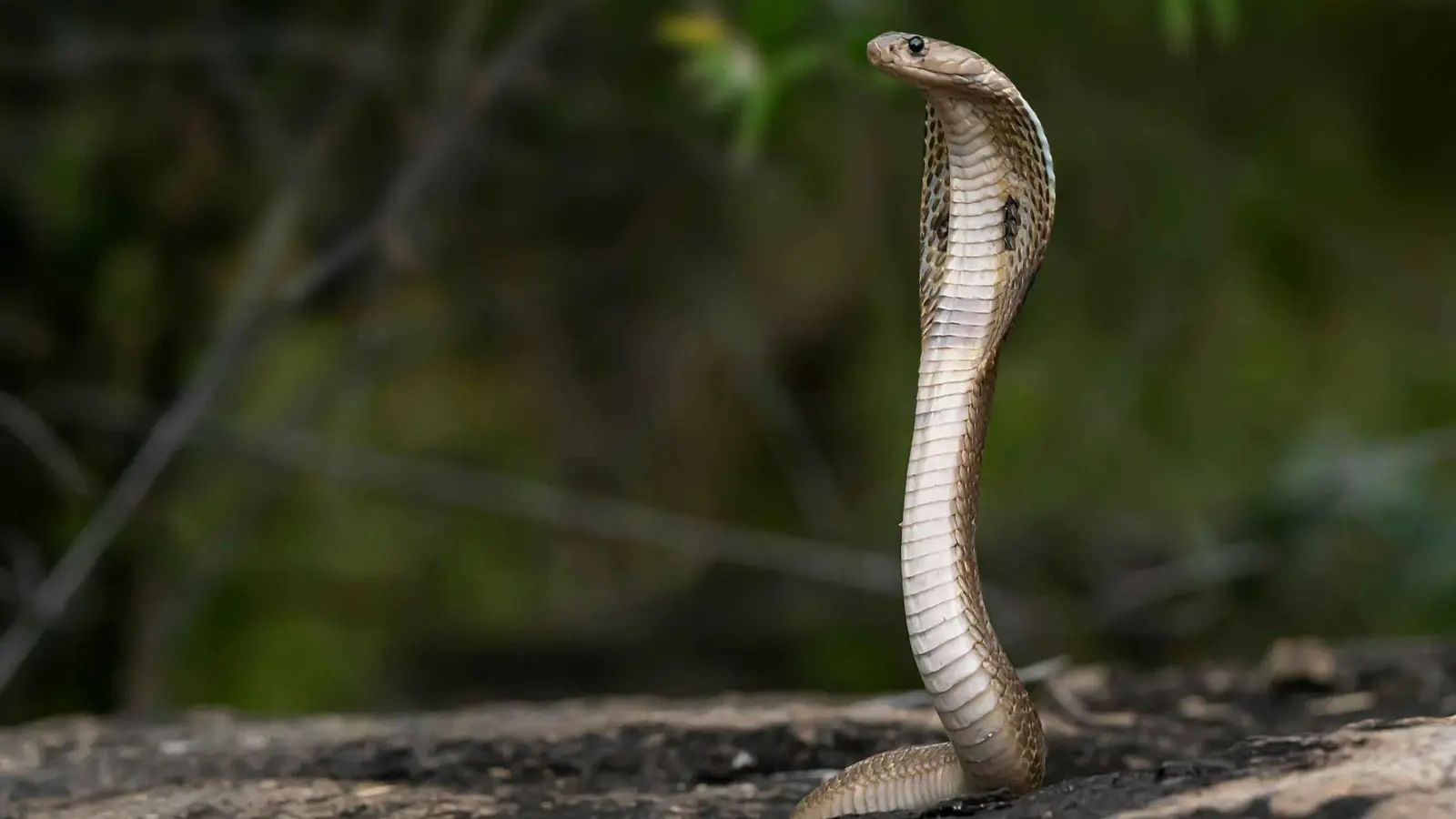 حادث مرعب.. شابان يركبان دراجة نارية مع كوبرا سامة (صورة)