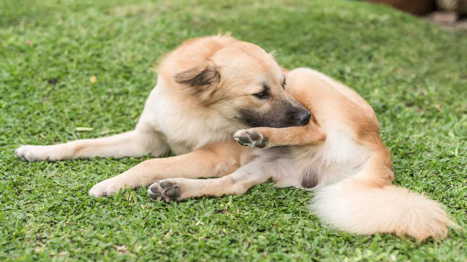 لعق الكلاب لأقدامها في الشتاء.. عادة لطيفة أم مشكلة صحية؟