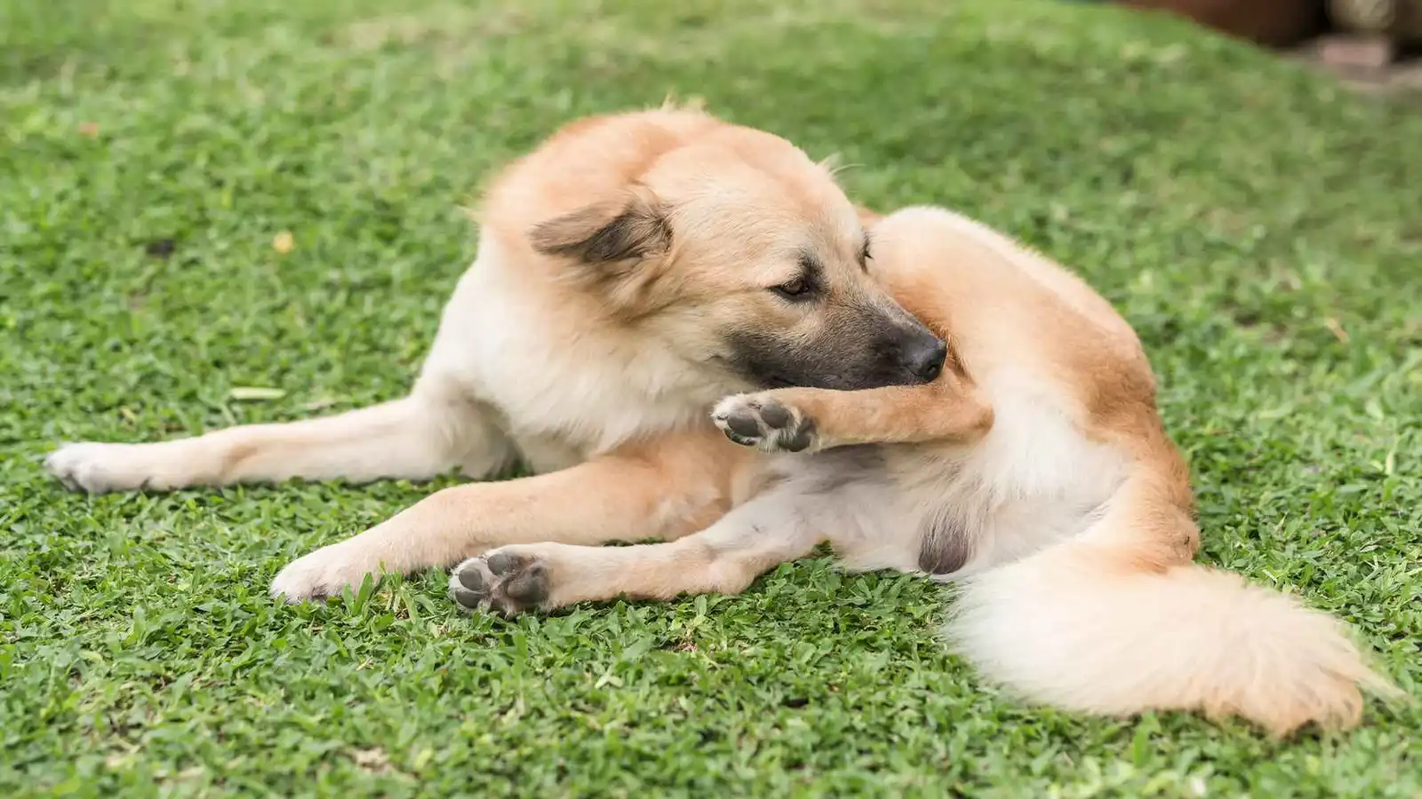 لعق الكلاب لأقدامها في الشتاء.. عادة لطيفة أم مشكلة صحية؟