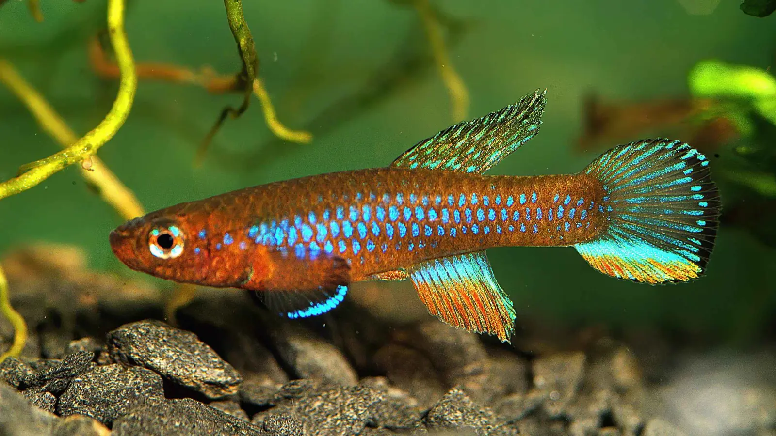 تعيش وتتوالد وتموت بدقائق.. هل سمعت عن أقصر الكائنات عمراً؟