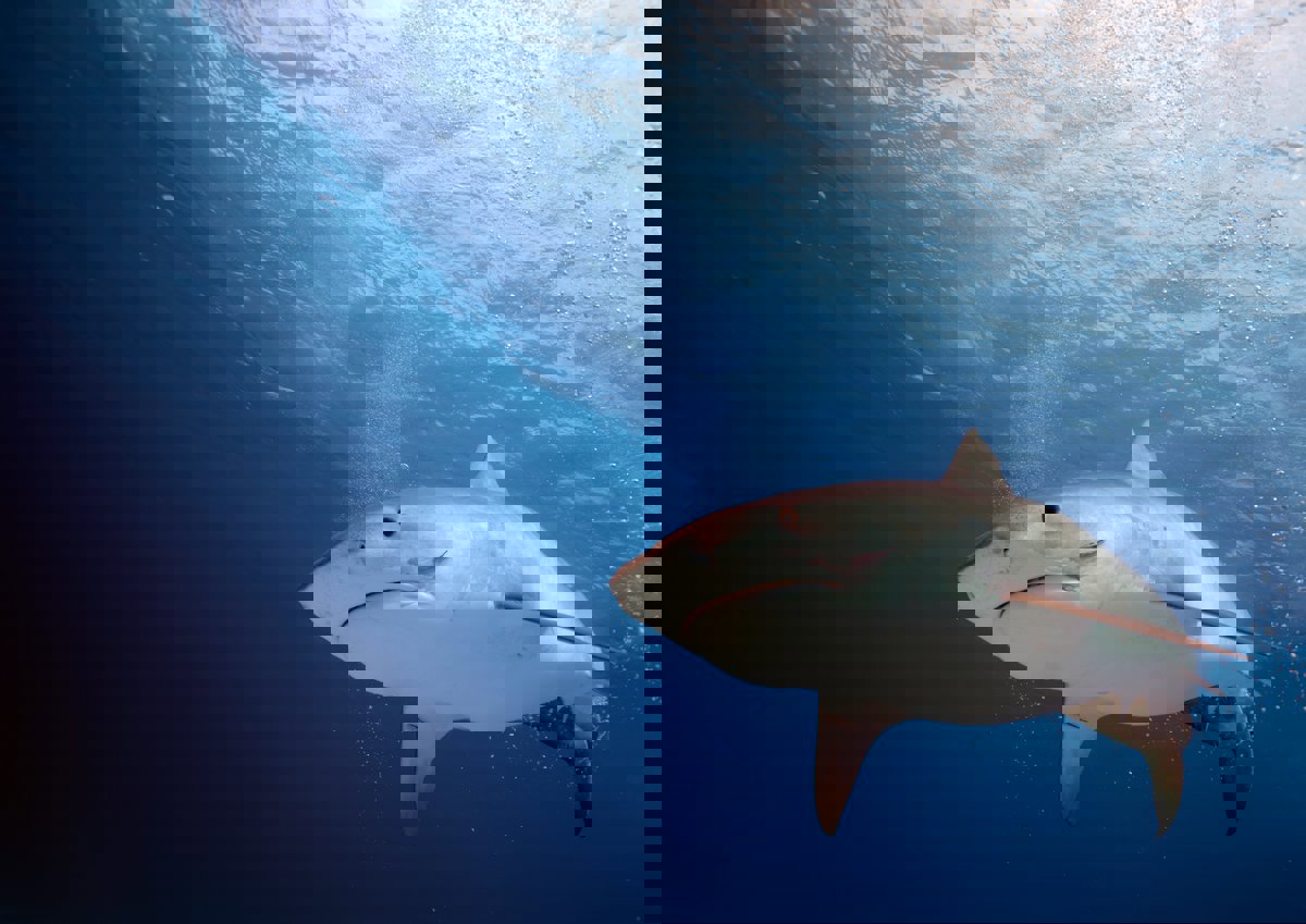 القرش "ماكو" يثير هلعًا قرب الغردقة.. والسلطات تتدخل (فيديو)