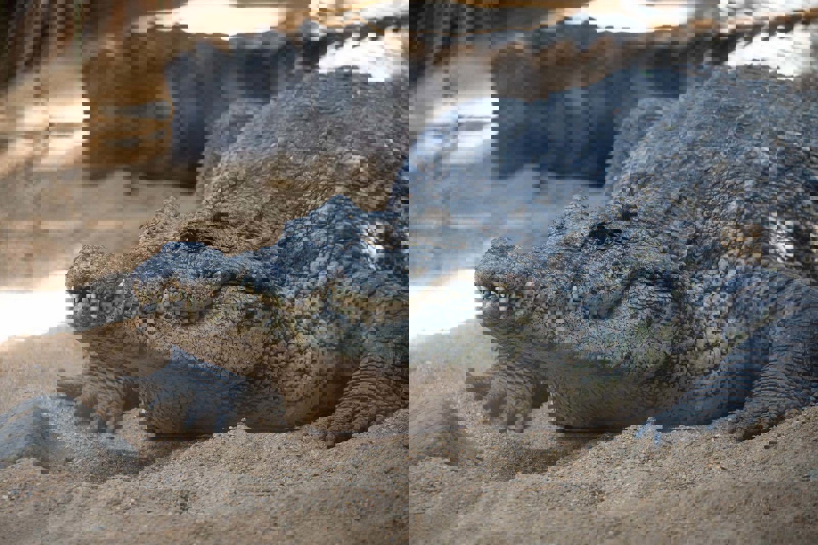 مصر.. تمساح يثير الرعب بين سكان الشرقية