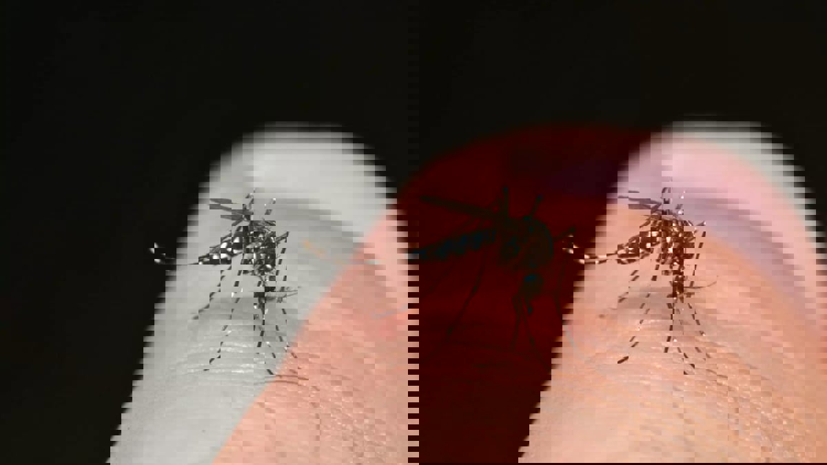 قبل الأولمبياد.. ارتفاع قياسي بإصابات حمى الضنك في فرنسا