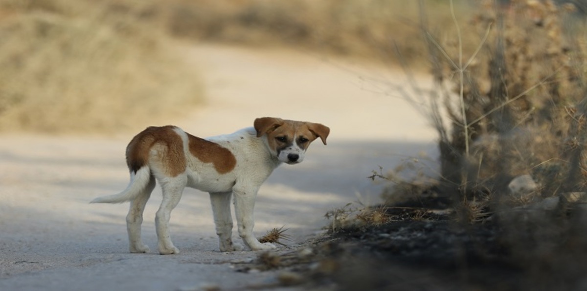 طبيب فلسطيني يكرّس حياته لرعاية الكلاب الضالة