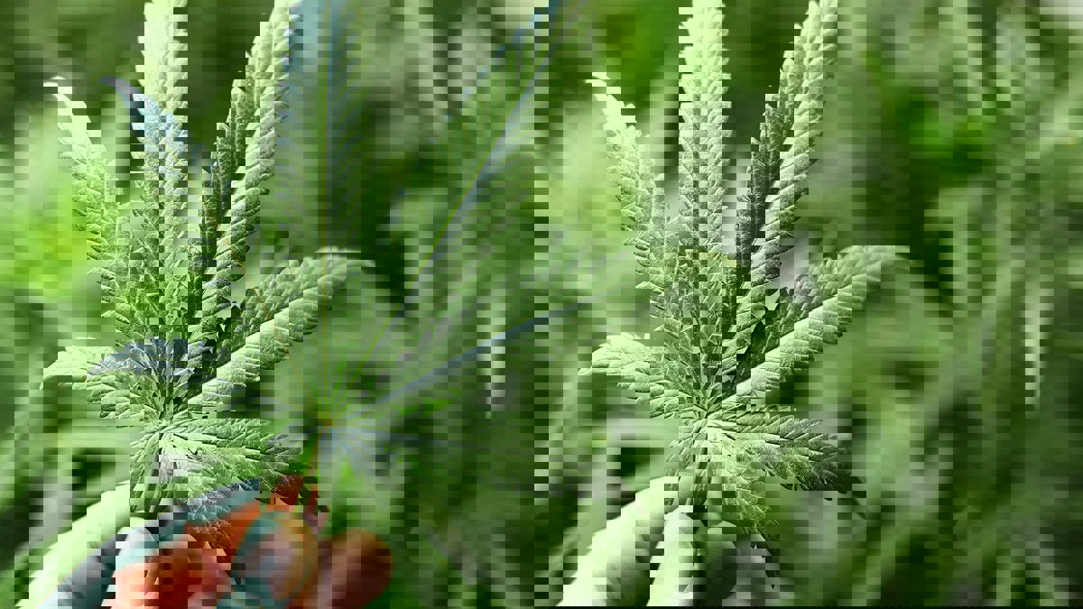 مقترح بتقنين إنتاج نبتة "القنب الهندي" المخدّرة يثير الجدل في تونس (فيديو إرم)