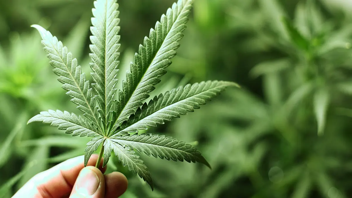 مقترح بتقنين إنتاج نبتة "القنب الهندي" المخدّرة يثير الجدل في تونس (فيديو إرم)