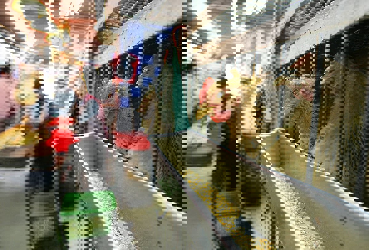 "الصحة العالمية" تحذر.. طفرات إنفلونزا الطيور ستسهل انتقاله بين البشر