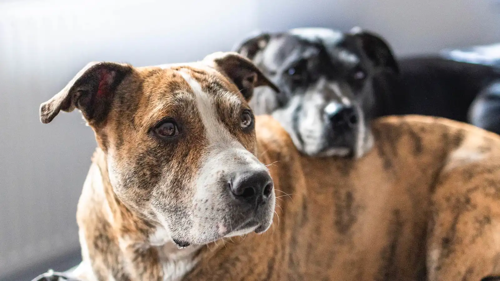 كلاب تنقذ حياة صاحبتها بعد تعرضها لعضة قطة في تركيا