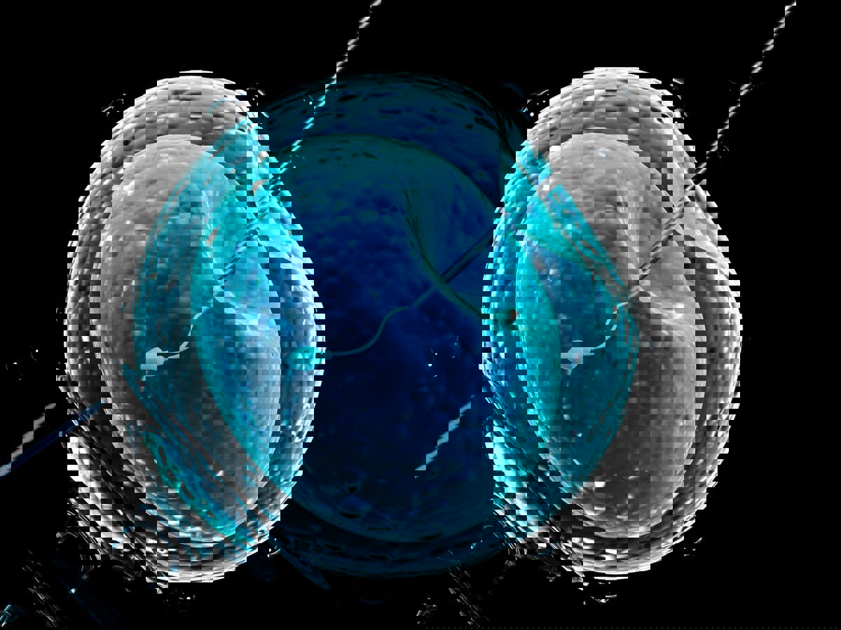 تجميد علاجات الخصوبة بعد قرار المحكمة العليا في ألاباما بشأن الأجنة