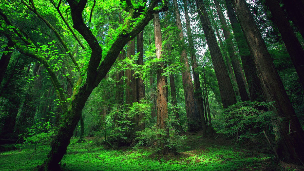 تقرير: البشر تسببوا بتدهور أو تدمير ثلثي الغابات المطيرة في العالم