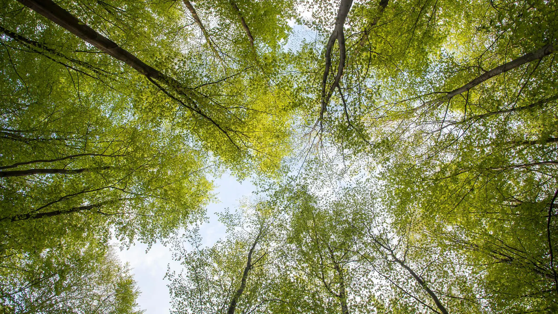 دور جديد للأشجار في محاربة التغيرات المناخية