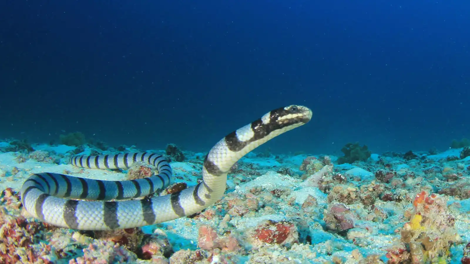 "قتلة الأعماق".. 4 ثعابين بحرية قد تصادفها في المحيط