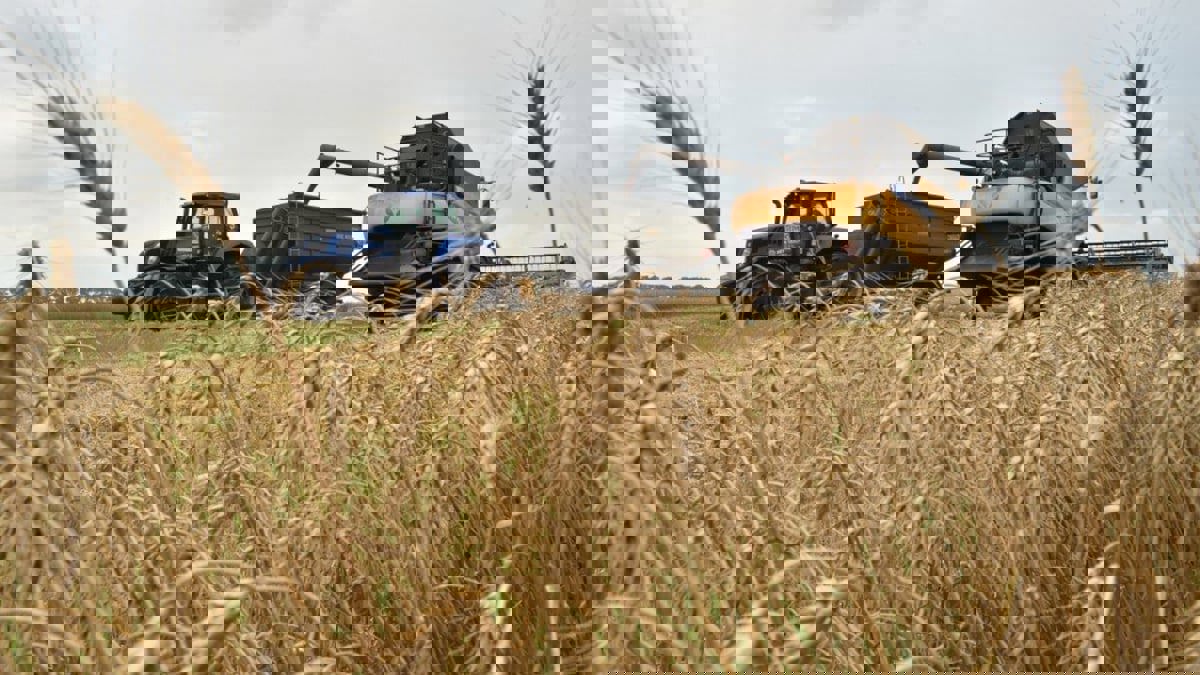 الاتحاد الأوروبي يرفع الرسوم الجمركية على واردات الحبوب الروسية 