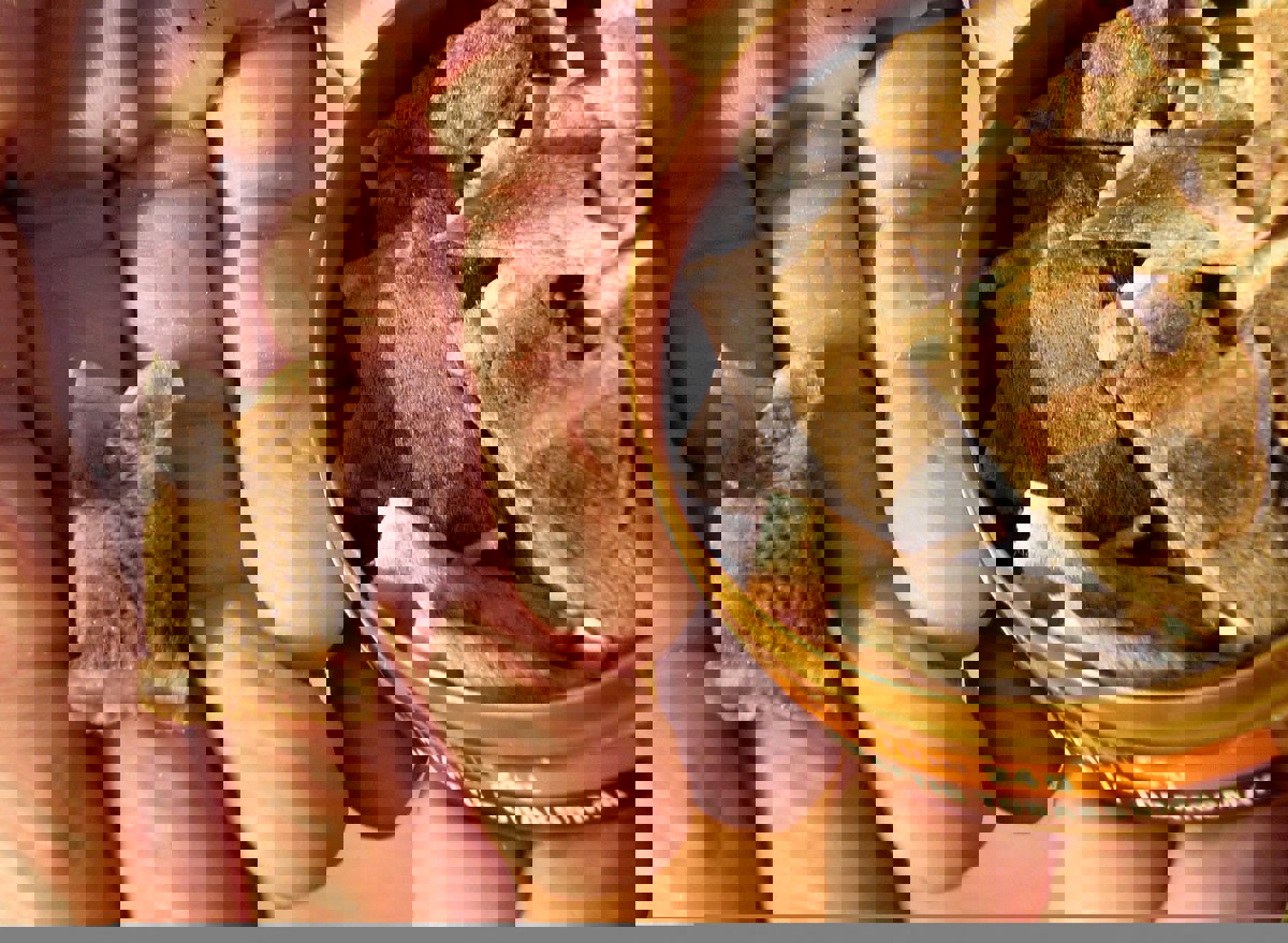 السعودية.. ضبط أطنان من التبغ المخلوط بـ"مواد بناء" (فيديو)