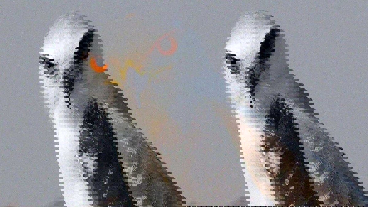 الحدأة.. طائر جارح ينشر الجحيم في الغابات (فيديو)