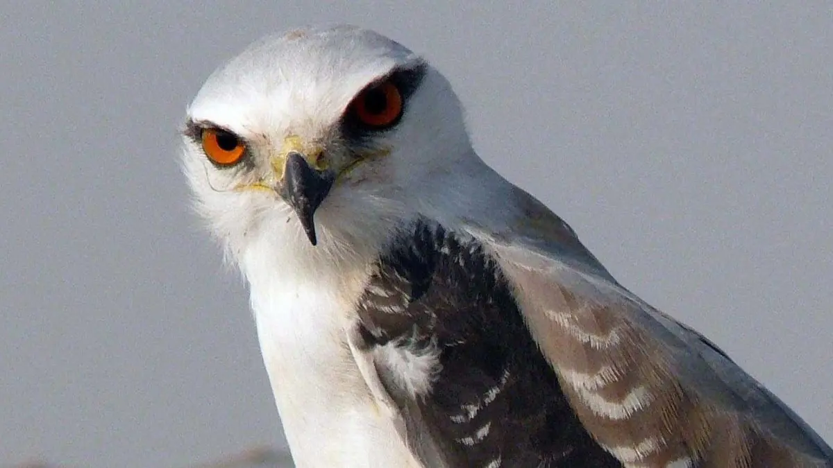 الحدأة.. طائر جارح ينشر الجحيم في الغابات (فيديو)