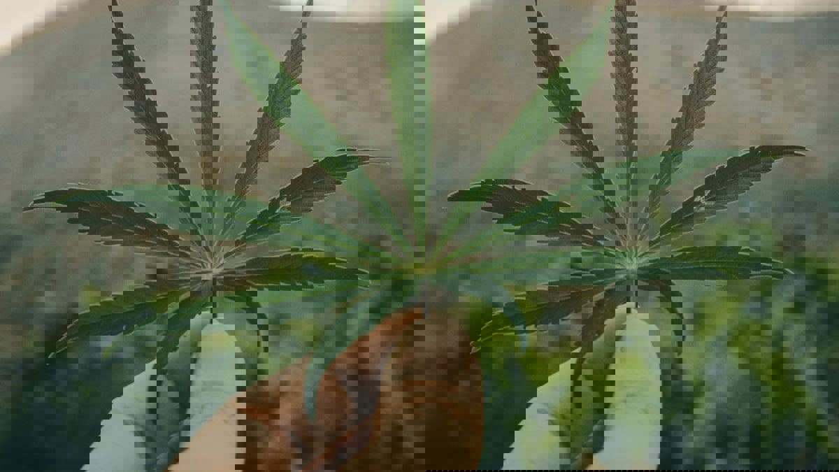 مسنة أسترالية تسمح بوصول "زبدة القنب" إلى مدرسة
