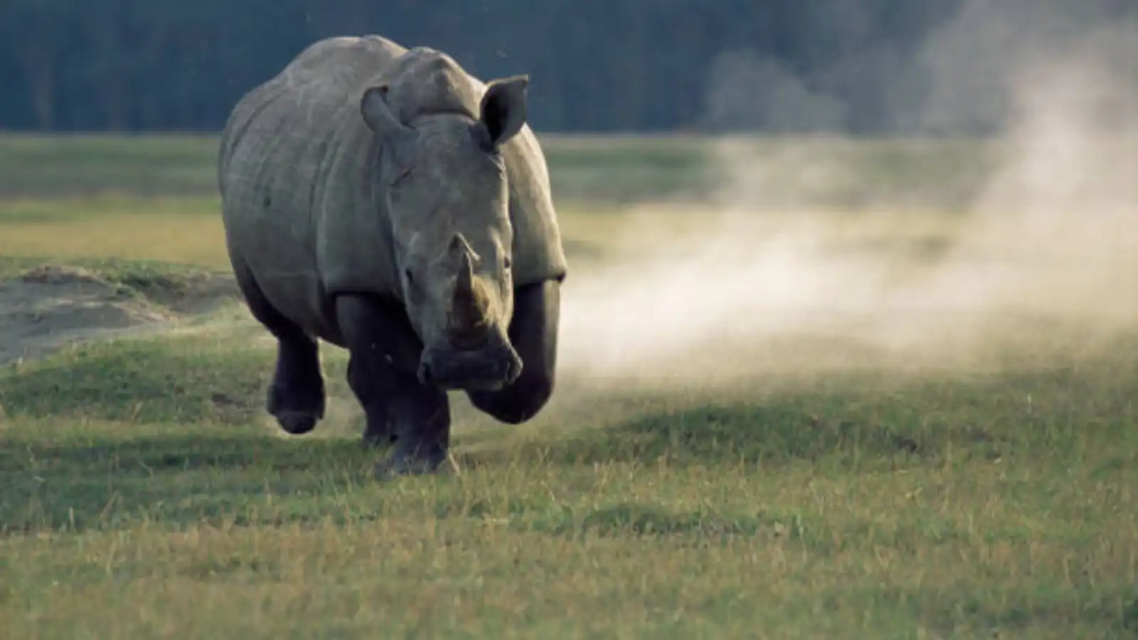 كرس حياته لحمايته من الانقراض.. مقتل رجل بهجوم وحيد القرن