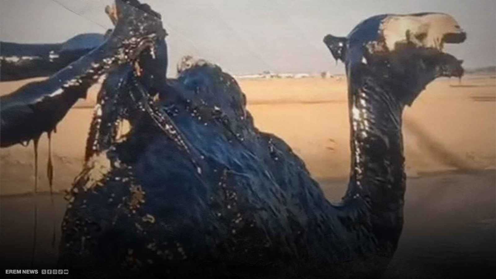 كارثة بيئية.. مستنقع نفطي يبتلع جمالًا في ميسان العراقية