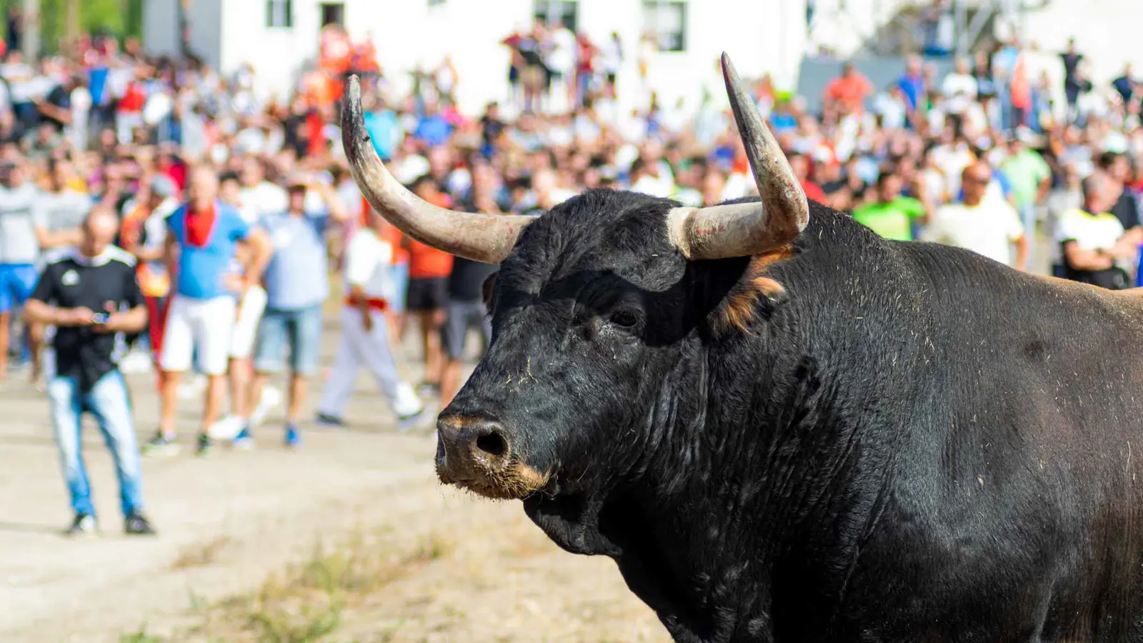 فرنسا.. ثور يقتل مسنًّا في فعالية شعبية